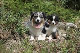 ADULTES ET CHIOTS - ADULTS AND PUPPIES